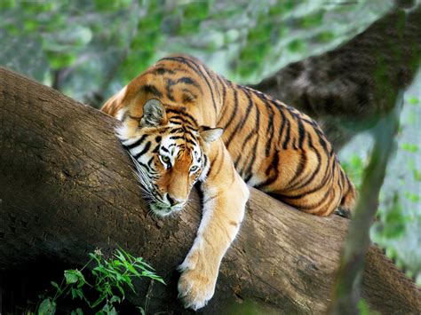 Tiger tree - The tiger cubs are thinning down, and their survival is in jeopardy. Tiger mom Rana must bring back food before it's too late. After taking a good long soak,...